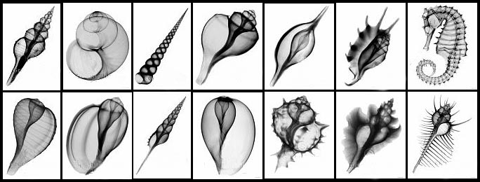 Shells